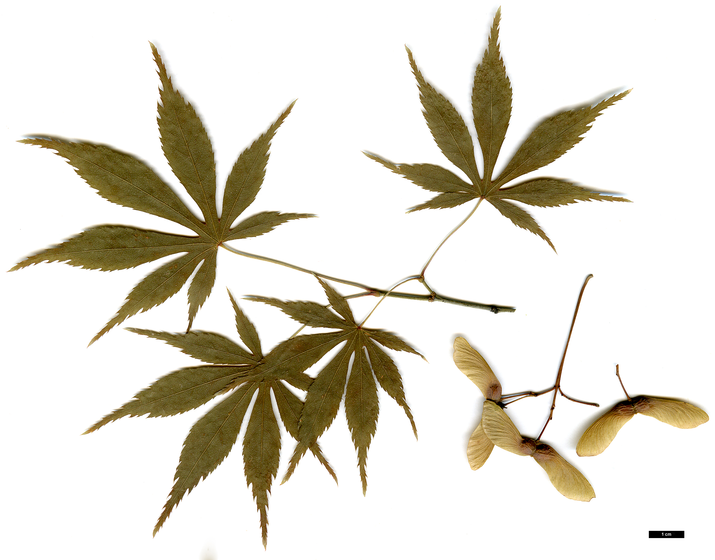 High resolution image: Family: Sapindaceae - Genus: Acer - Taxon: amoenum - SpeciesSub: var. matsumurae
